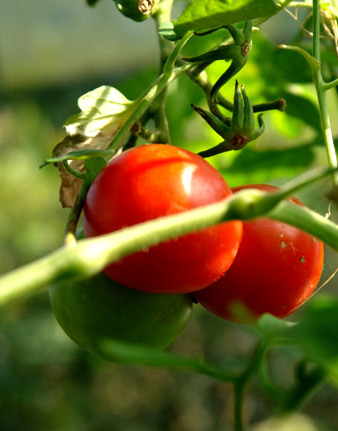 Rødmende tomater i chilihimlen